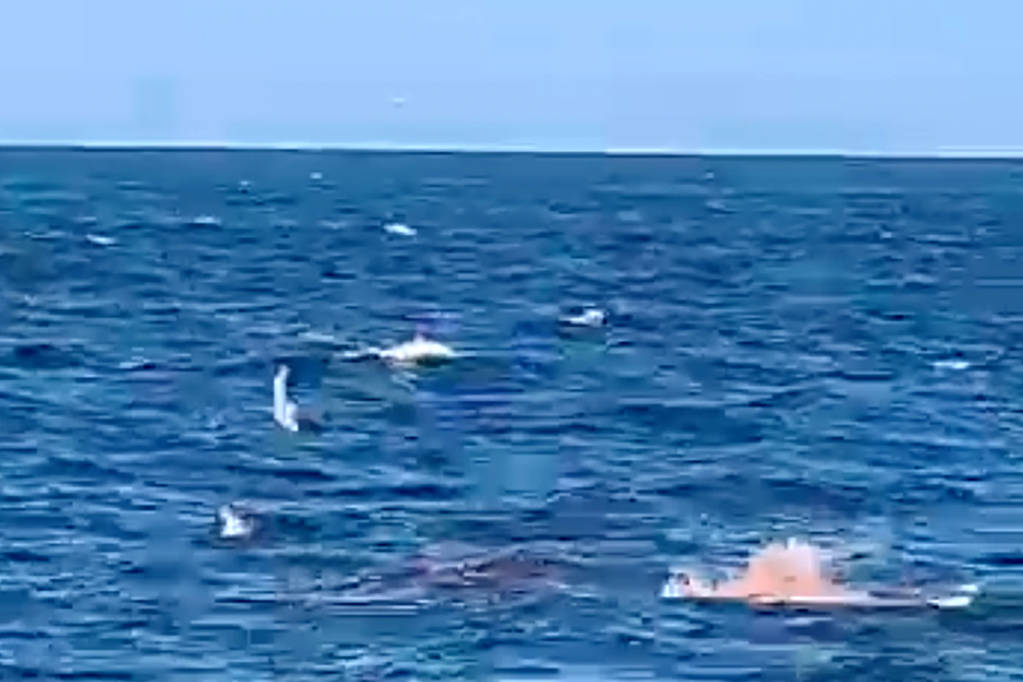 Un gran tiburón blanco devora a un nadador hasta la muerte, mientras que las imágenes de video capturan una escena horrible.