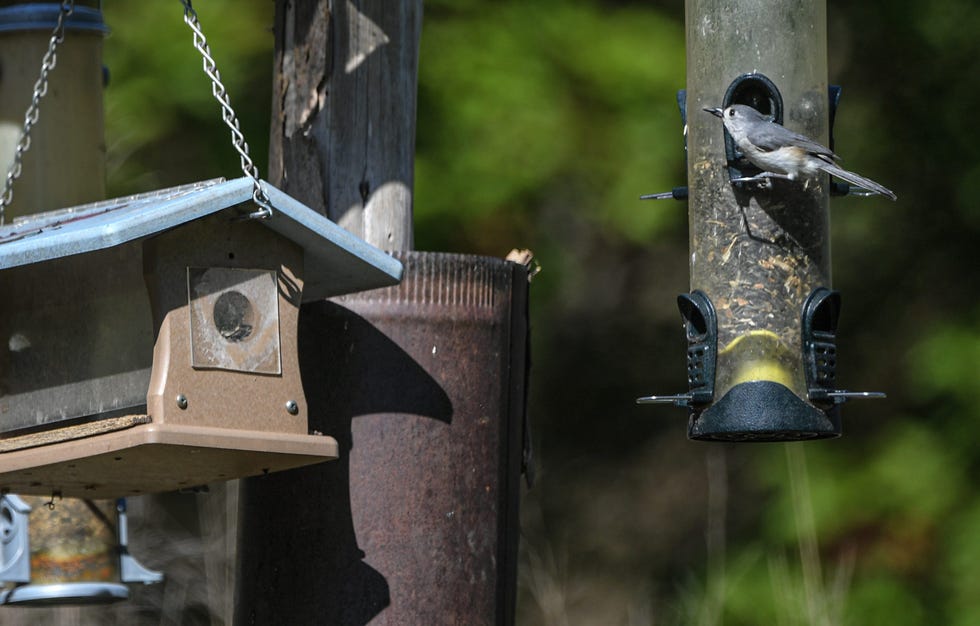 Las aves buscan comida en un comedero cerca del jardín de mariposas en el Jardín Botánico de Carolina del Sur en Clemson el martes 11 de abril de 2023.