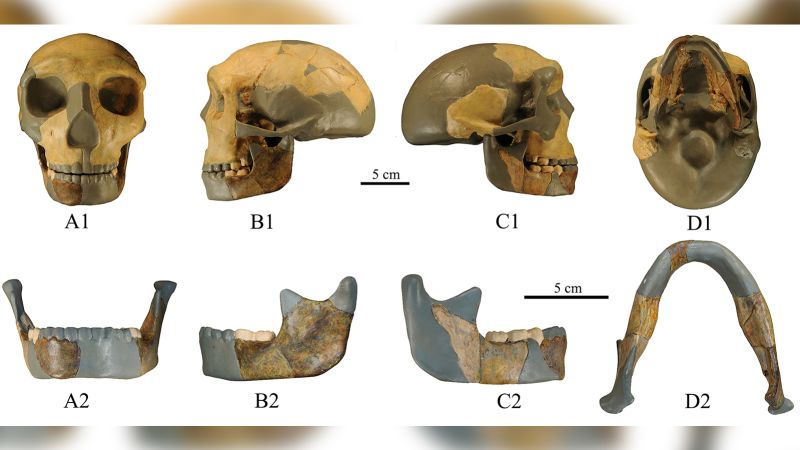 Un cráneo de 300.000 años encontrado en China es diferente a cualquier otro cráneo humano visto antes.