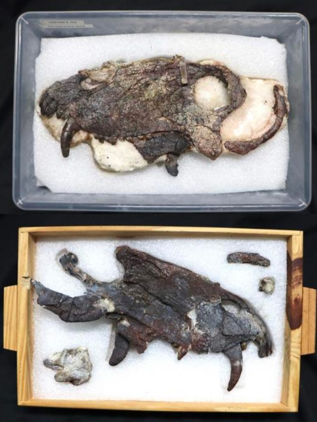 Cráneo de un nuevo ejemplar de Pampaphoneus biccai