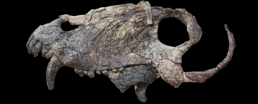Los científicos descubren el cráneo de un depredador gigante mucho antes de que existieran los dinosaurios: ScienceAlert