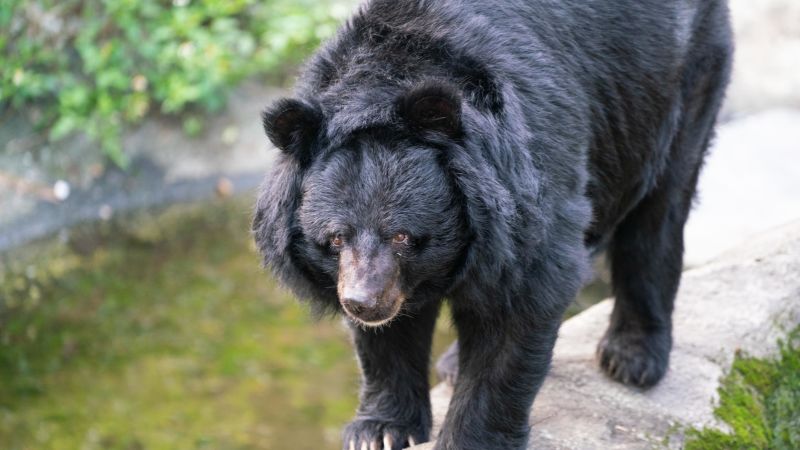 Noticias de viajes: la forma incorrecta de manejar los encuentros con osos y tarántulas