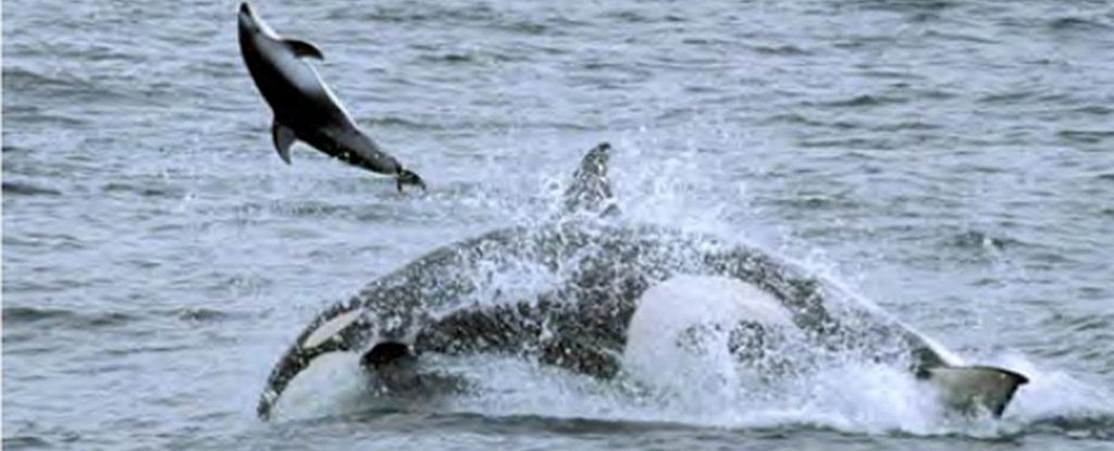 Las orcas han aprendido nuevas y brutales técnicas de caza para alimentarse en mar abierto: ScienceAlert