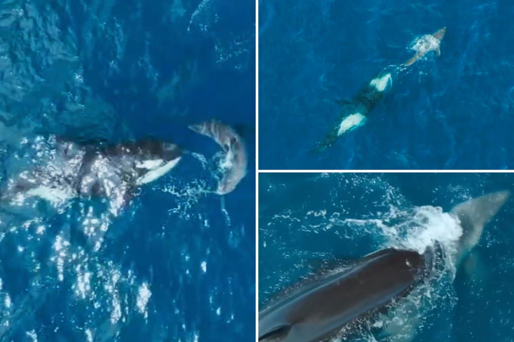 Abuela de 60 años mata a un gran tiburón blanco en un momento increíblemente raro: VIDEO