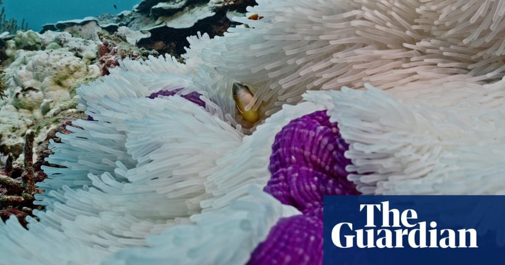 La Gran Barrera de Coral sufre el blanqueamiento de coral más "grave" de su historia y las imágenes muestran daños a 18 m de profundidad |  Crisis climática