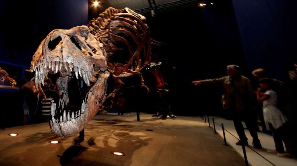 El T. rex está en el centro del debate sobre la inteligencia de los dinosaurios