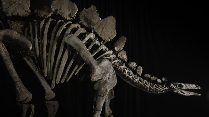 Se pone a la venta un fósil de estegosaurio, pero no todo el mundo está contento